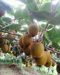 猕猴桃修剪技术视频,视频教程深度解析