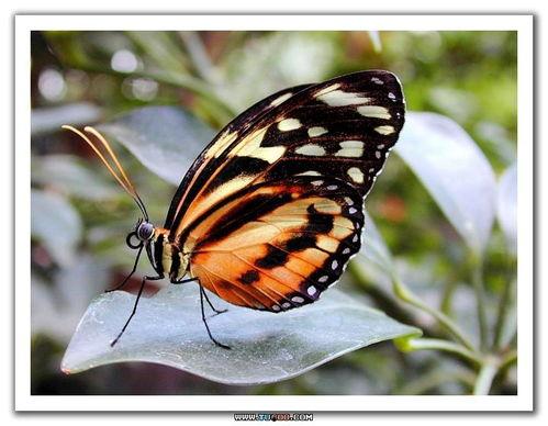 蝴蝶国产精品,国产精品，绽放东方之美